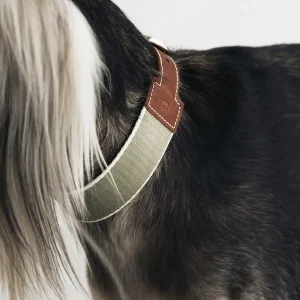 Haiwan BREIT Collar