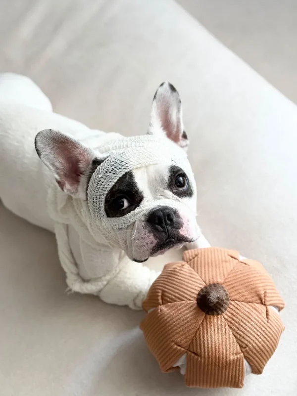 Haiwan CINDERELLA Snuffle Pumpkin