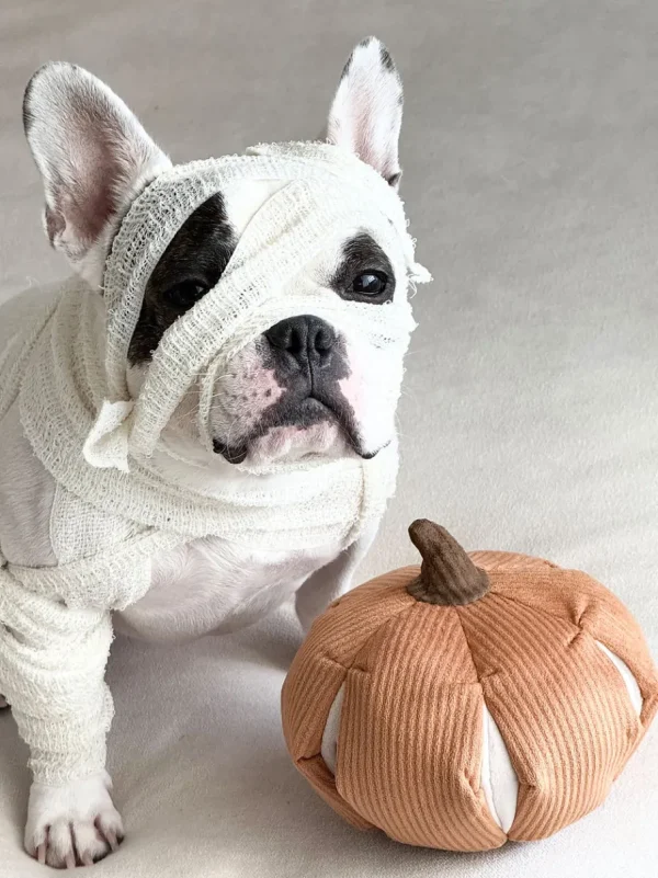 Haiwan CINDERELLA Snuffle Pumpkin