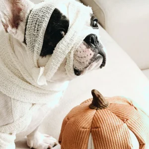 Haiwan CINDERELLA Snuffle Pumpkin