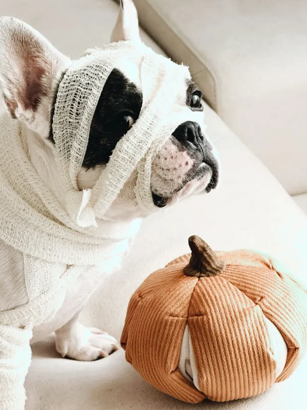 Haiwan CINDERELLA Snuffle Pumpkin