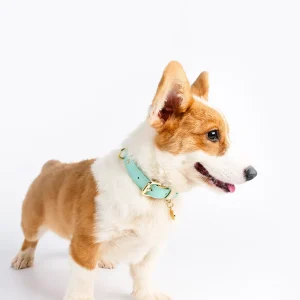Haiwan CURIO Collar & Leash Set (Blue)