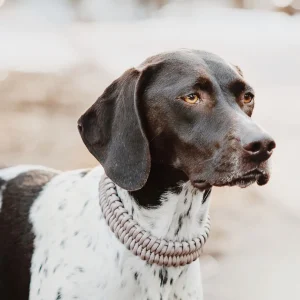 Haiwan FOSSIL Wide Paracord Collar