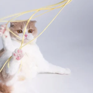 Haiwan Ramen Cat Teaser with Catnip