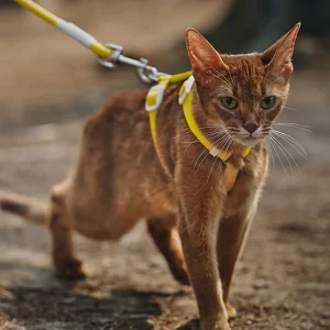 Haiwan Zooland Harness & Leash Set (Yellow)