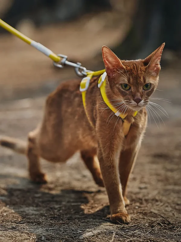 Haiwan Zooland Harness & Leash Set (Yellow)